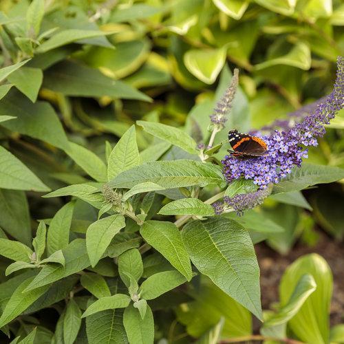 Buddleia davidii 'SMNBDBT' PP#28,794 ~Pugster Blue® Dwarf Butterfly Bush-ServeScape