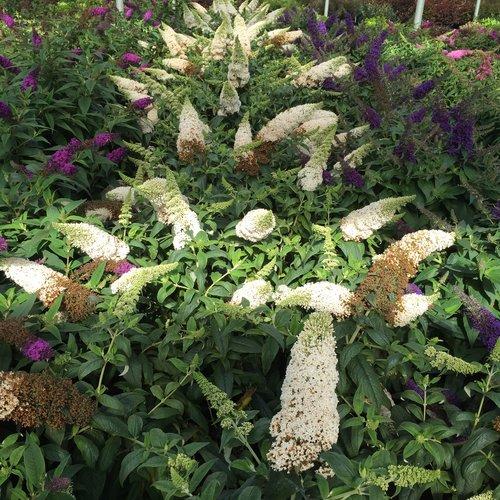 Buddleia x 'SMNBDW' PP 28,795 ~ Pugster White® Butterfly Bush-ServeScape