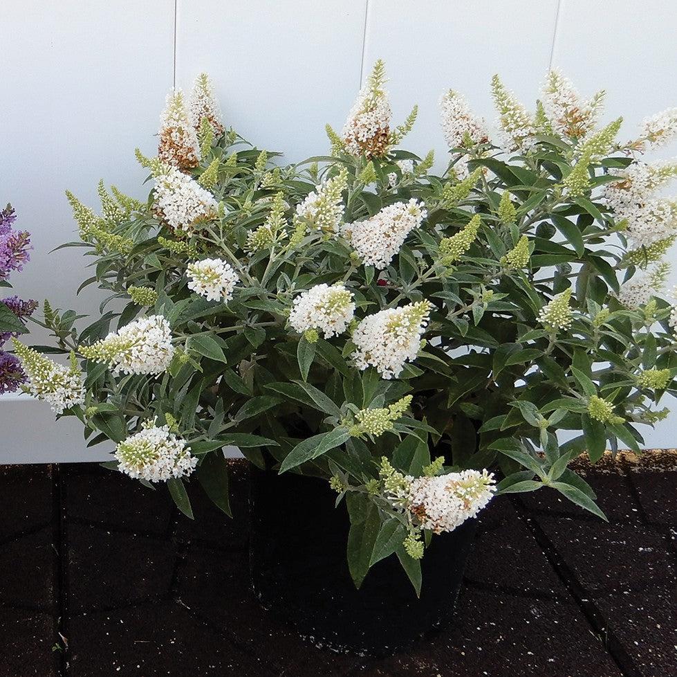 Buddleia davidii 'Dapconwhi' ~ Dapper™ White Butterfly Bush-ServeScape