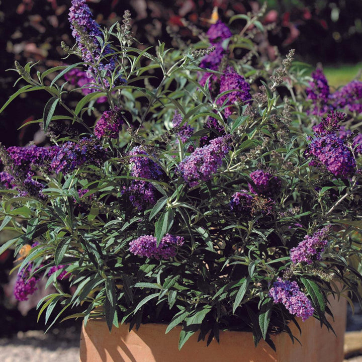 Buddleia ‘Tobudviole’ ~ Buzz™ Lavender Butterfly Bush-ServeScape