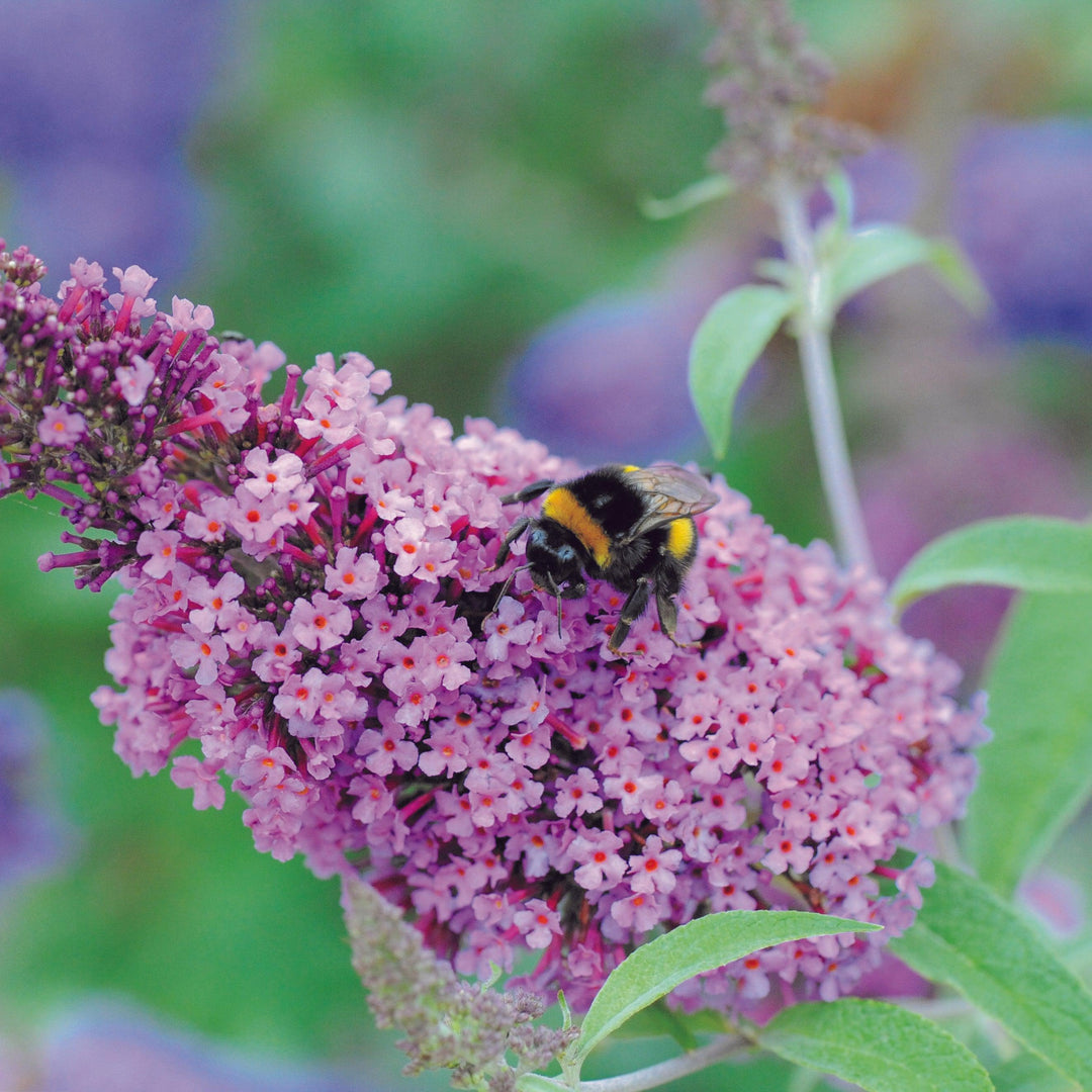 Buddleia ‘Tobudsopi’ ~ Buzz™ Soft Pink Butterfly Bush-ServeScape