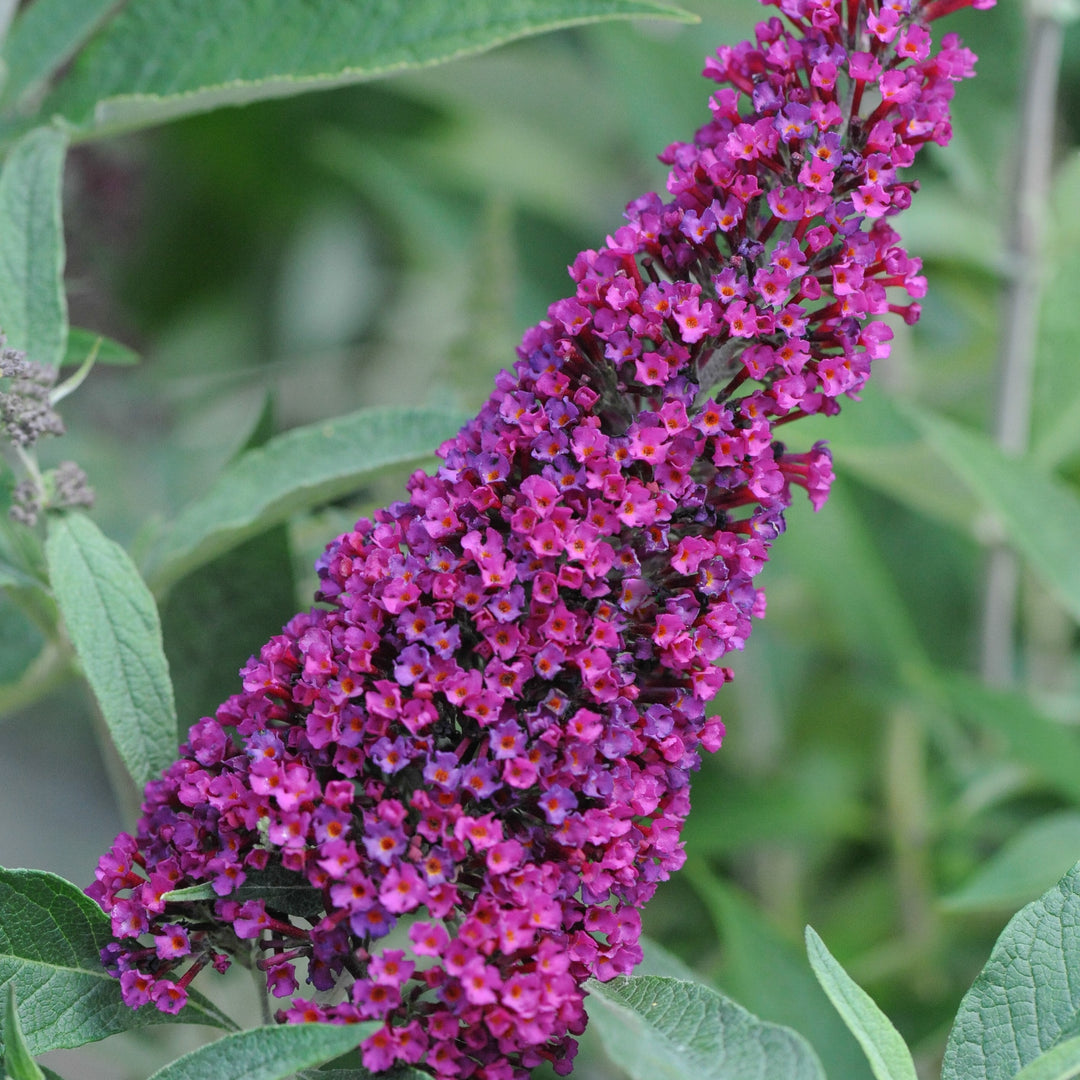 Buddleia ‘Tobud0703’ ~ Buzz™ Velvet Butterfly Bush-ServeScape