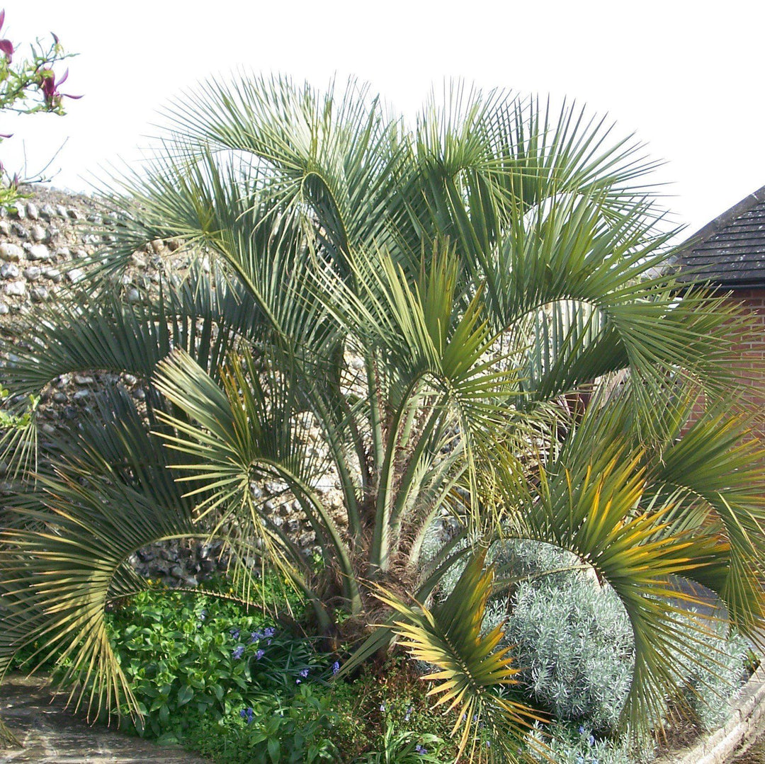 Butia capitata ~ Pindo Palm-ServeScape