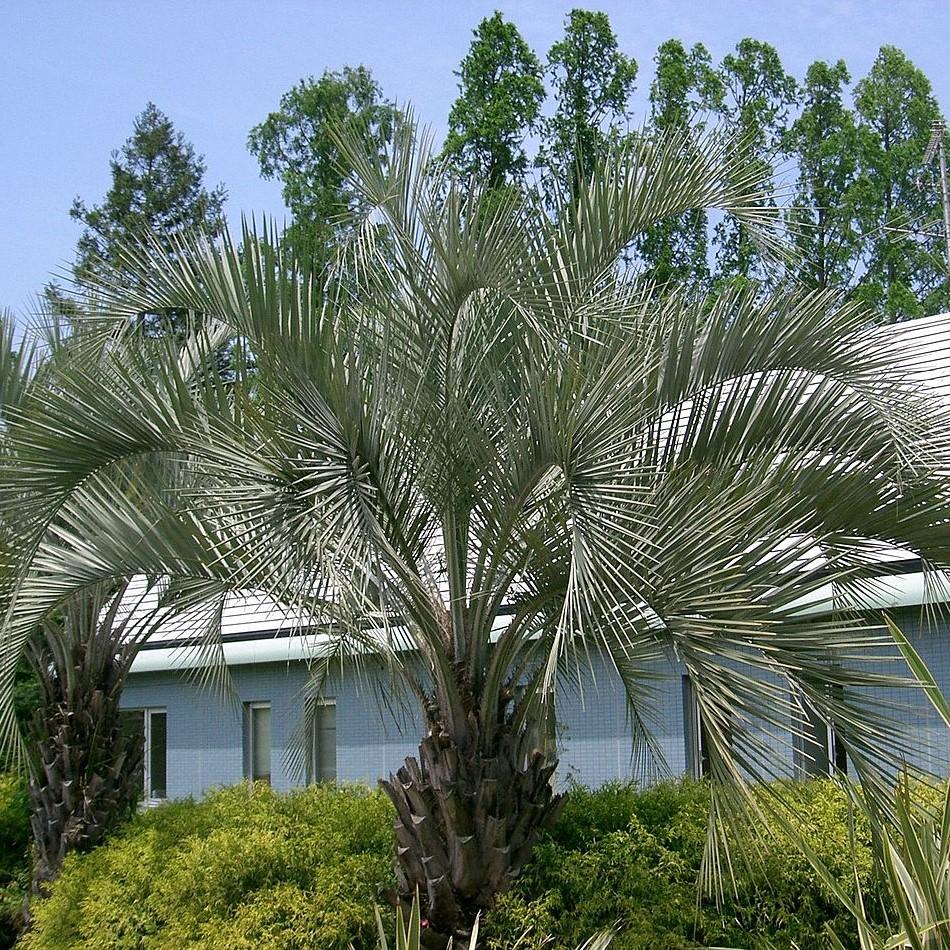 Butia capitata ~ Pindo Palm-ServeScape