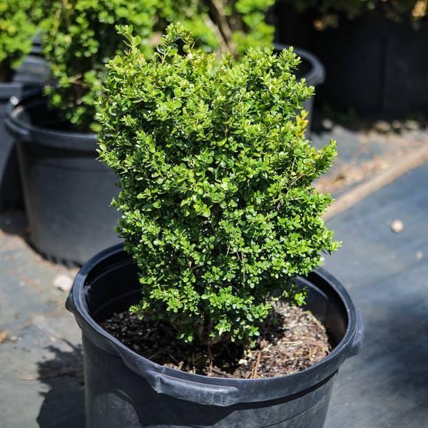 Buxus 'Conrowe' PP19,924 ~ Gordo™ Big Leaf Boxwood - Delivered By ServeScape