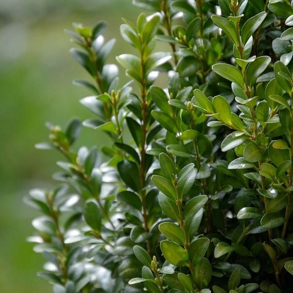 Buxus 'DSNH 1216' ~ Shadow Sentry™ Boxwood-ServeScape