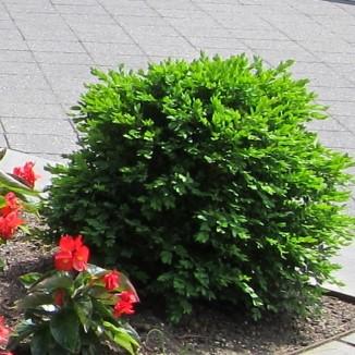 Buxus 'Green Velvet' ~ Green Velvet Boxwood-ServeScape