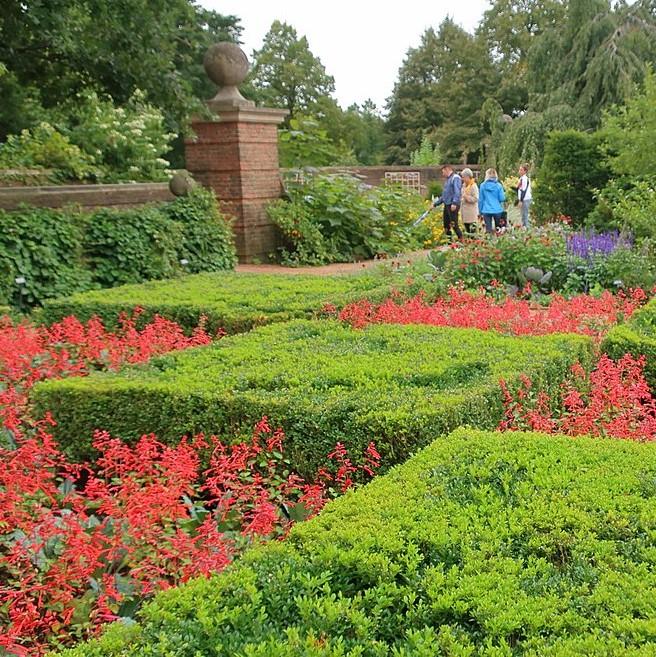 Buxus 'Green Velvet' ~ Green Velvet Boxwood-ServeScape