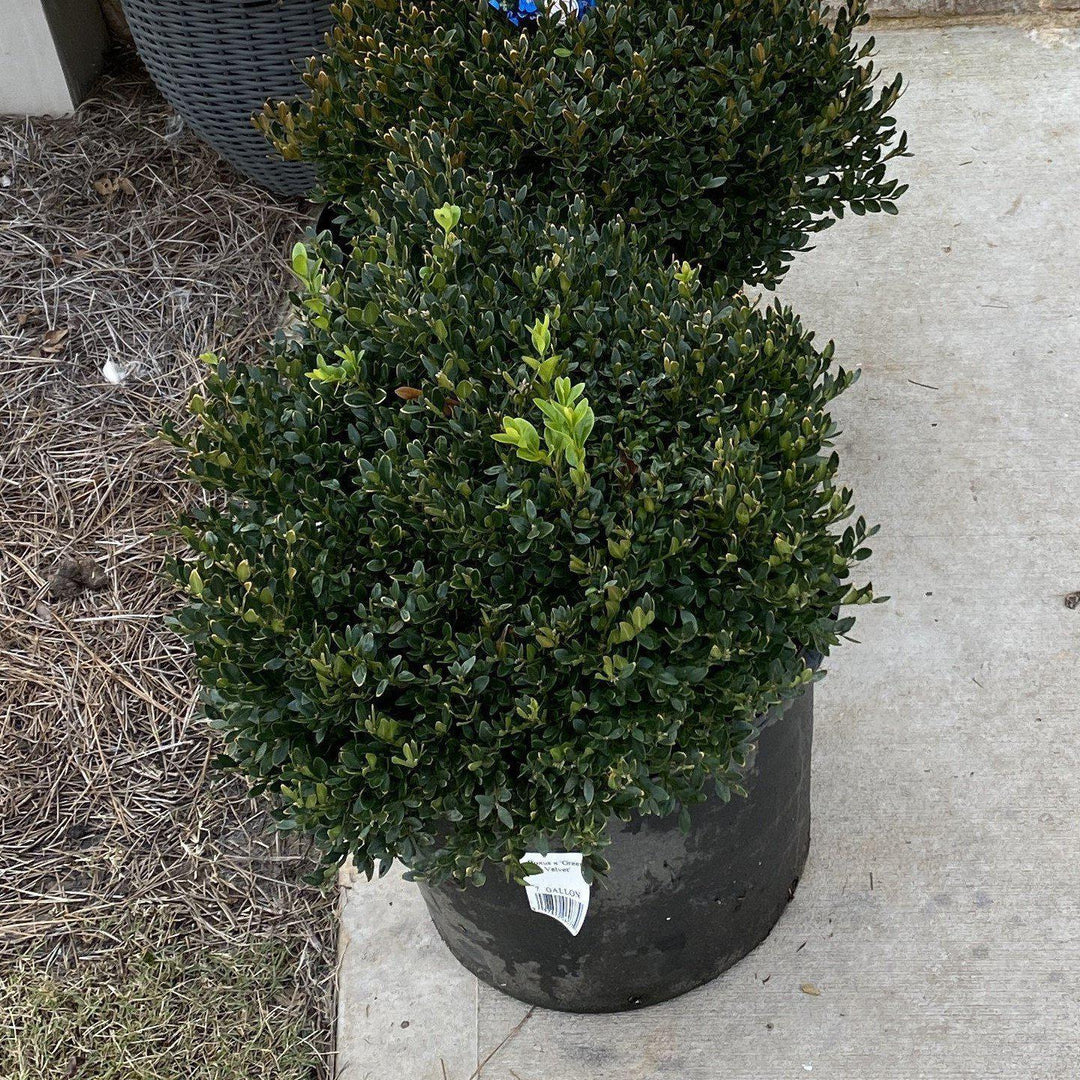 Buxus 'Green Velvet' ~ Green Velvet Boxwood-ServeScape