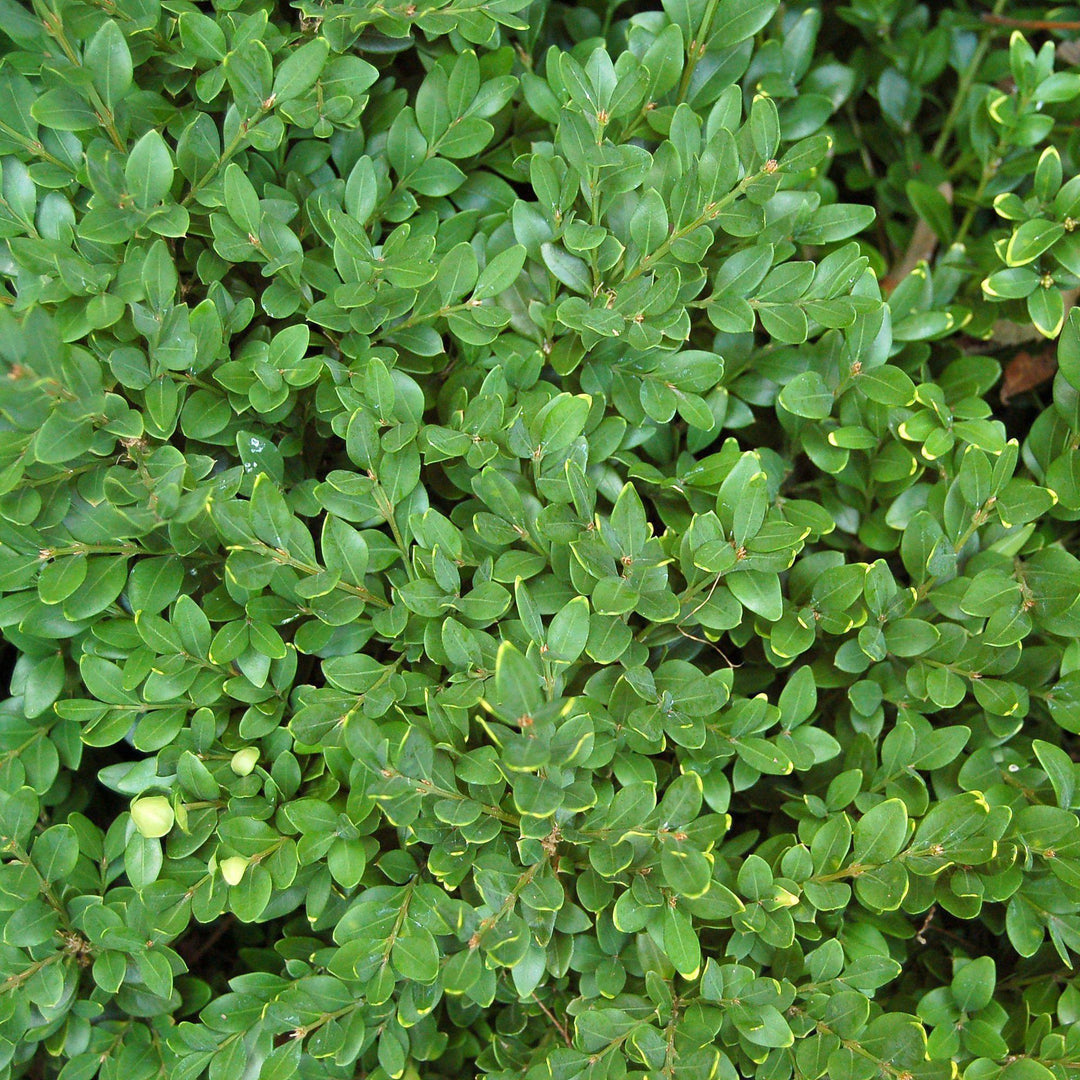 Buxus 'Green Velvet' ~ Green Velvet Boxwood - Delivered By ServeScape