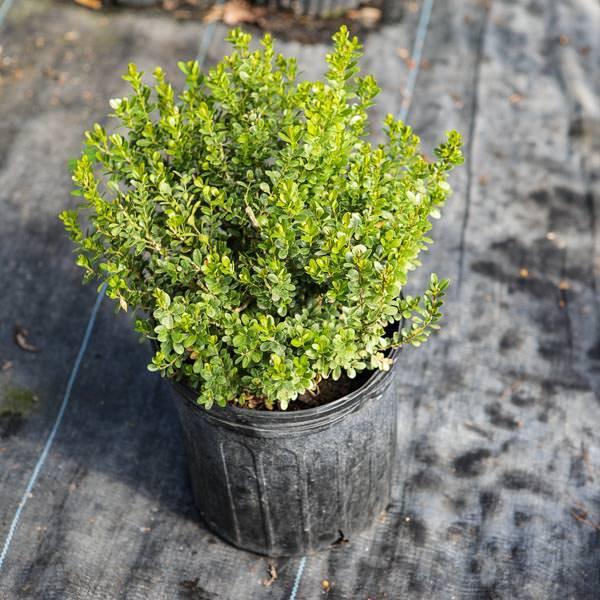 Buxus 'Missy Cole' - Delivered By ServeScape