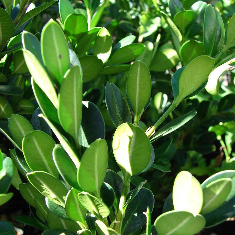 Buxus ‘SB 108’ PP28888 ~ NewGen™ Independence® Boxwood-ServeScape