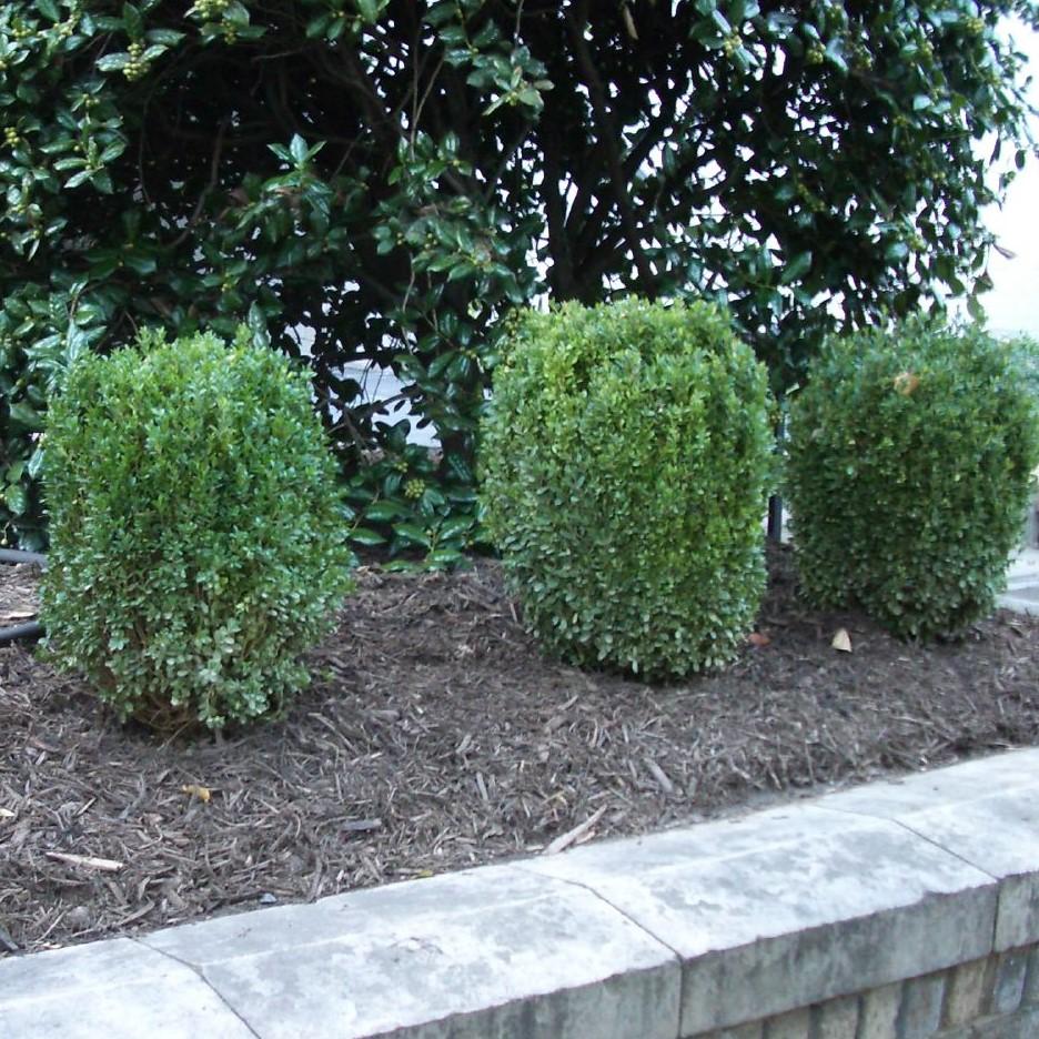 Buxus ‘SB300’ PP32421 ~ NewGen™ Freedom® Boxwood-ServeScape