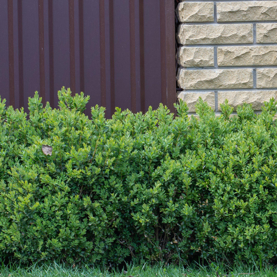 Buxus ‘SB300’ PP32421 ~ NewGen™ Freedom® Boxwood-ServeScape