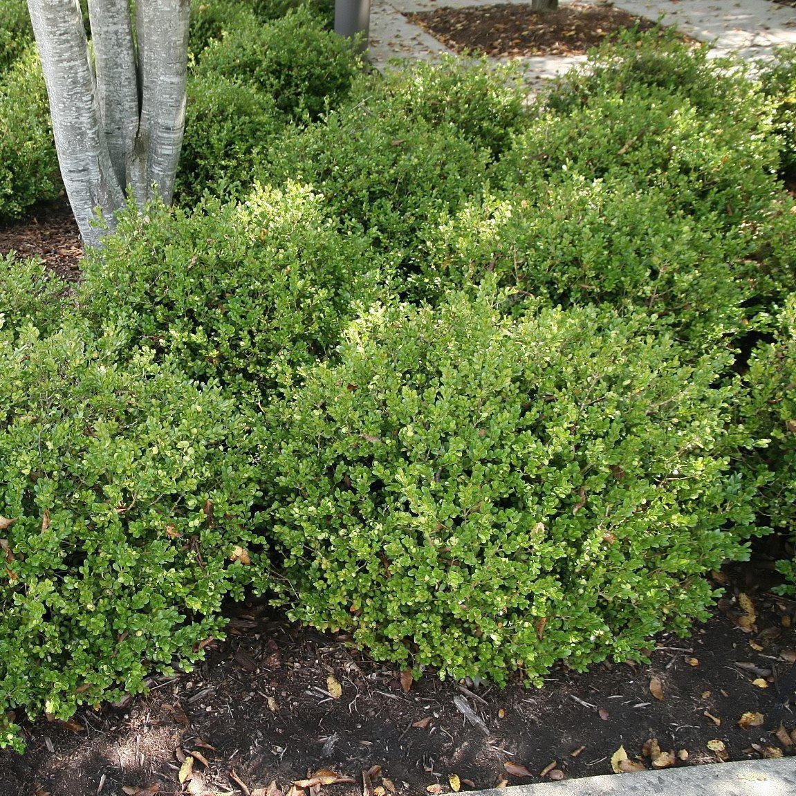 Buxus microphylla 'Green Pillow' ~ Green Pillow Boxwood - Delivered By ServeScape