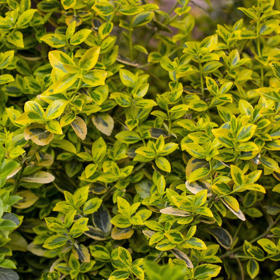 Buxus microphylla 'Peergold' ~ Golden Dream Boxwood - Delivered By ServeScape