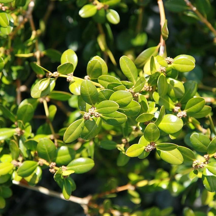Buxus microphylla 'Wintergreen' ~ Wintergreen Boxwood-ServeScape