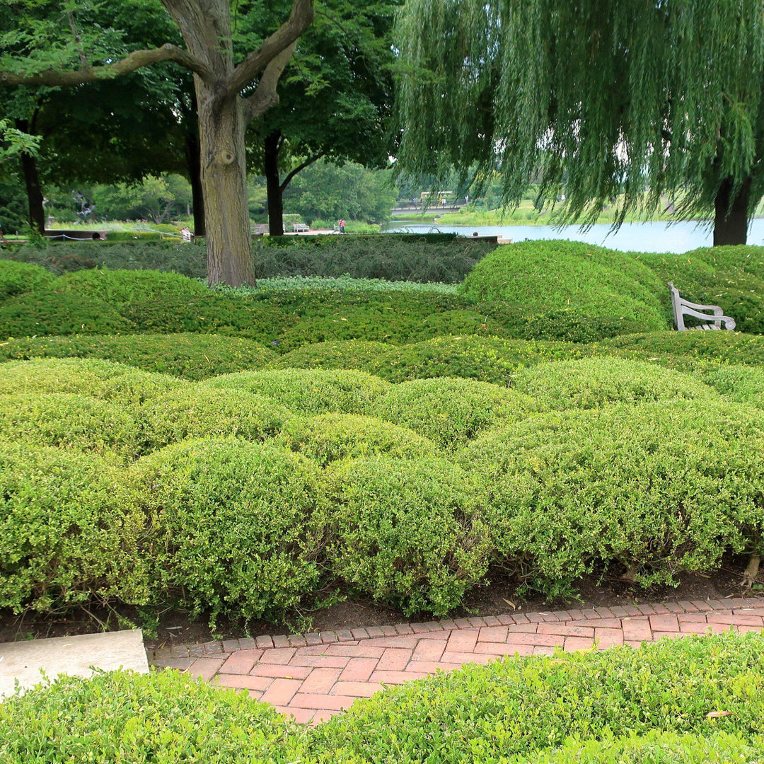 Buxus microphylla 'Wintergreen' ~ Wintergreen Boxwood-ServeScape