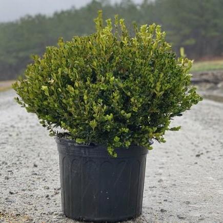 Buxus microphylla 'Wintergreen'  ~ Wintergreen Boxwood - Delivered By ServeScape