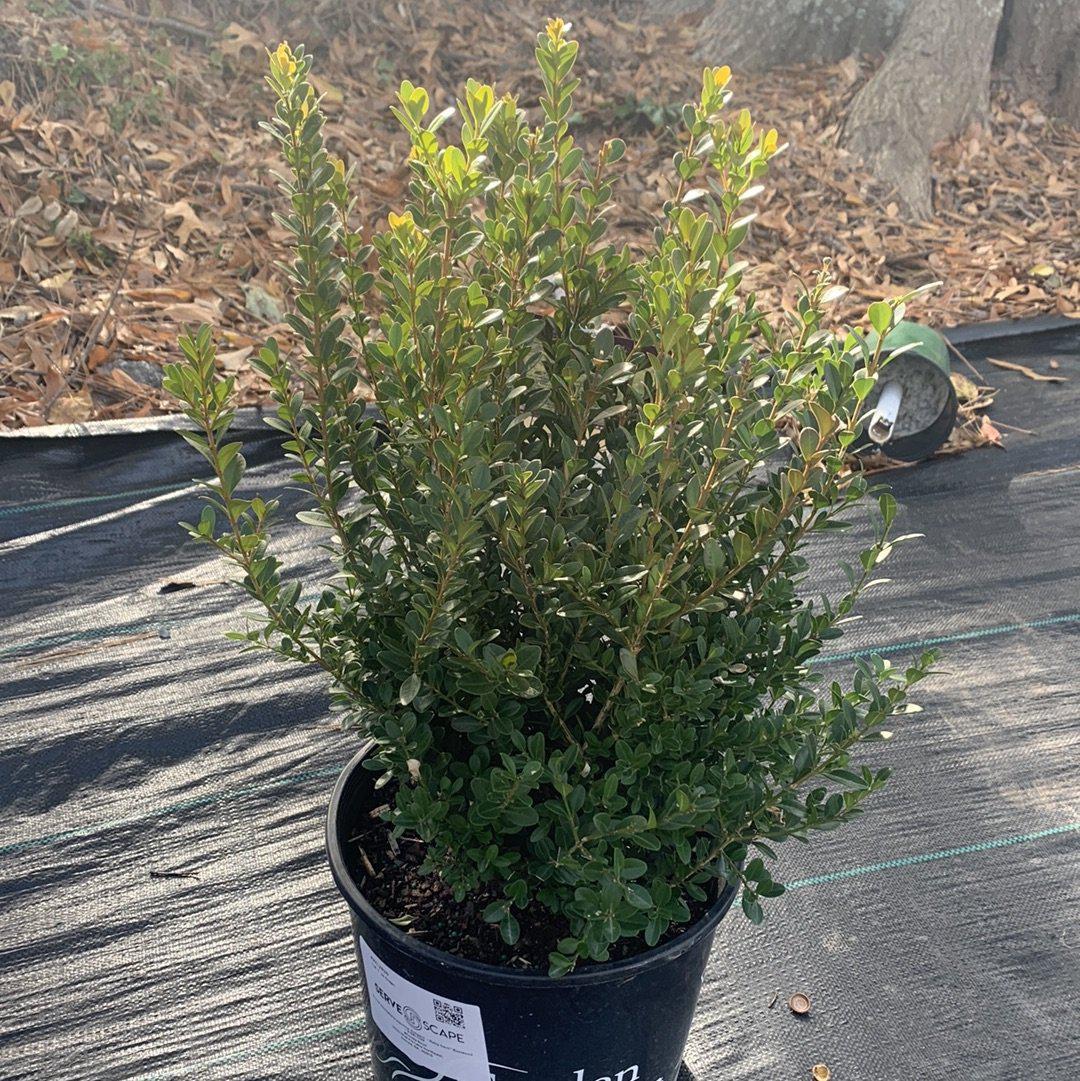 Buxus microphylla japonica 'Gregem' ~ Baby Gem™ Boxwood-ServeScape
