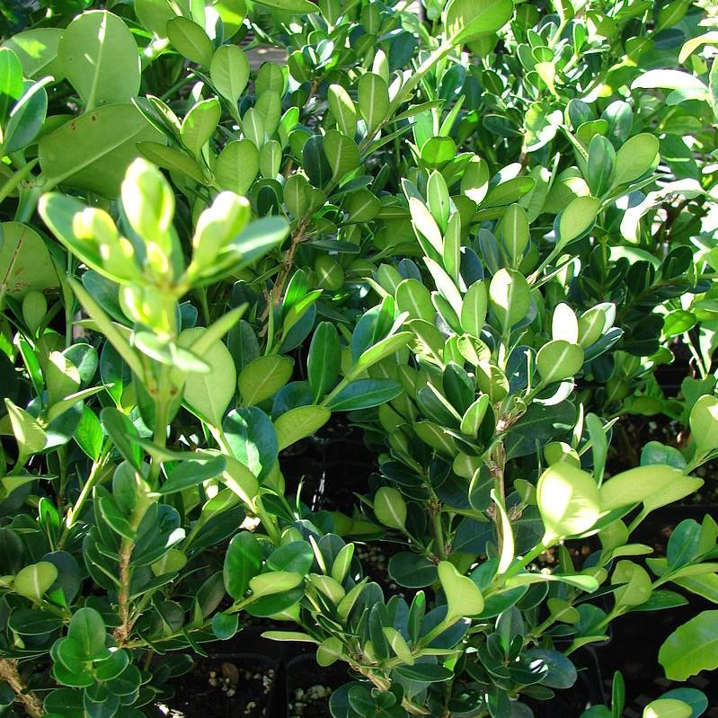 Buxus microphylla japonica ‘Grejade’ PP26656 ~ Baby Jade™ Boxwood-ServeScape