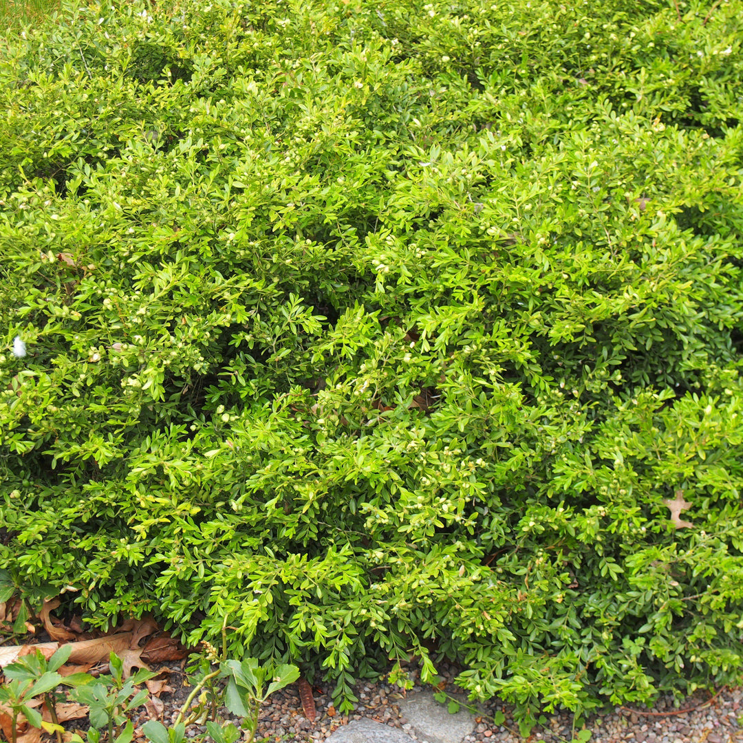 Buxus microphylla var. japonica ~ Japanese Boxwood-ServeScape