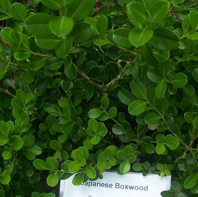 Buxus microphylla var. japonica ~ Japanese Boxwood-ServeScape
