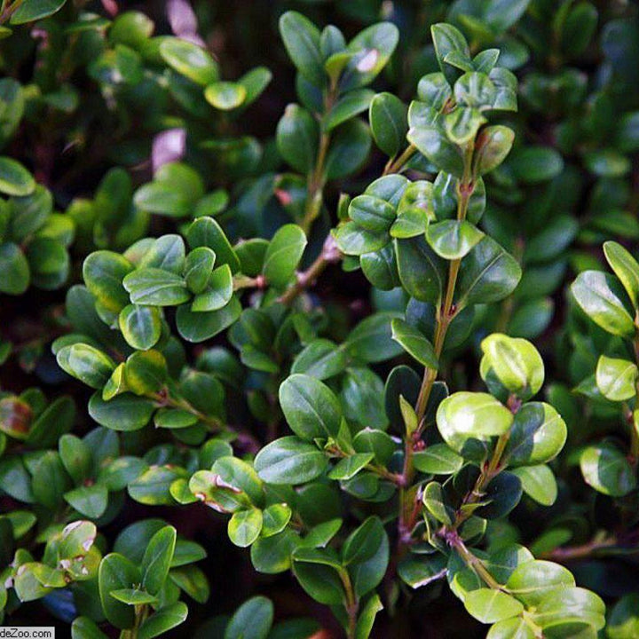 Buxus microphylla var. japonica 'Winter Gem' ~ Winter Gem Boxwood - Delivered By ServeScape