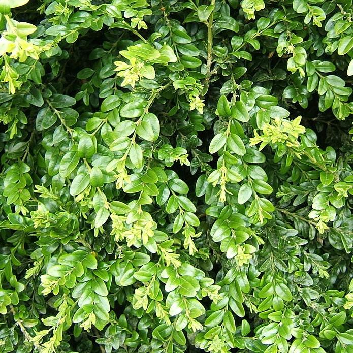 Buxus sempervirens 'Unraveled' ~ Unraveled Weeping Boxwood-ServeScape