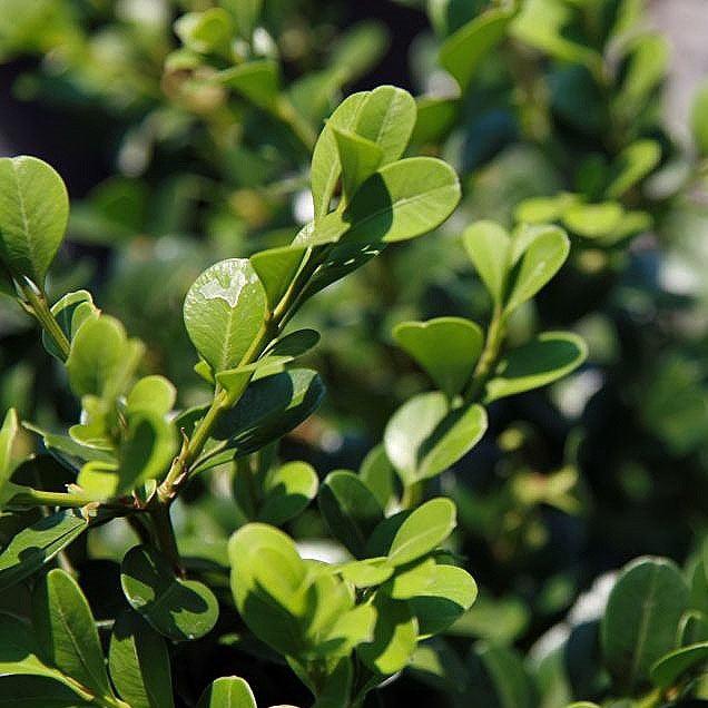 Buxus microphylla var. japonica 'Green Beauty' ~ Green Beauty Boxwood-ServeScape