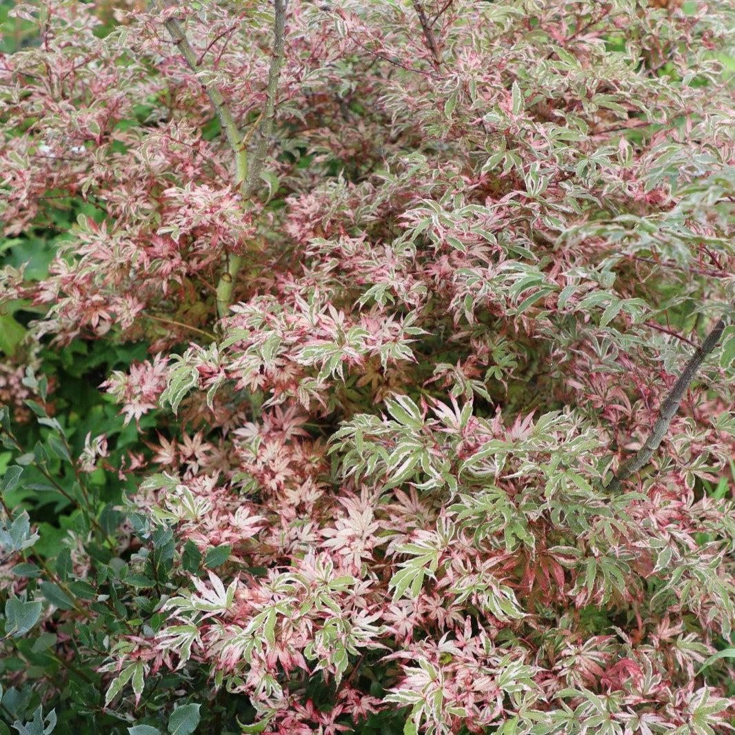 Acer palmatum ‘Shirazz’ ~Shirazz Japanese Maple-ServeScape
