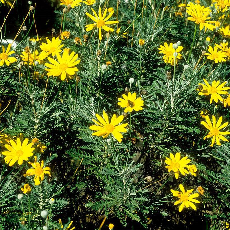 Euryops pectinatus ~ Yellow Bush Daisy-ServeScape