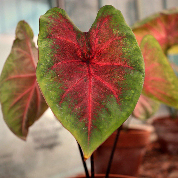 Caladium bicolor ~ Elephant Ears, Heart of Jesus - Delivered By ServeScape