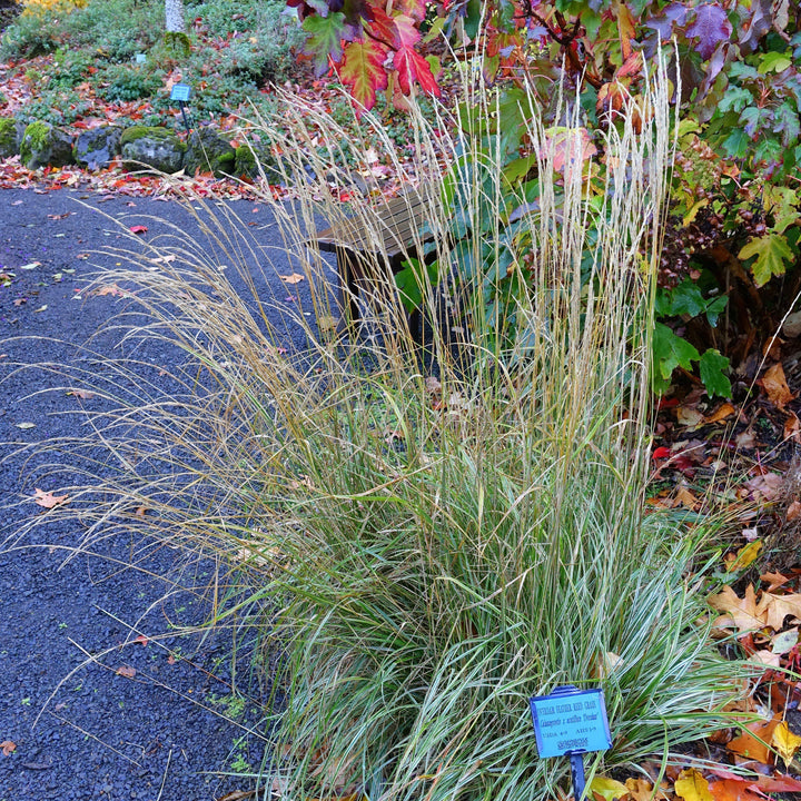 Calamagrostis acutiflora 'Overdam' ~ Overdam Feather Reed Grass-ServeScape