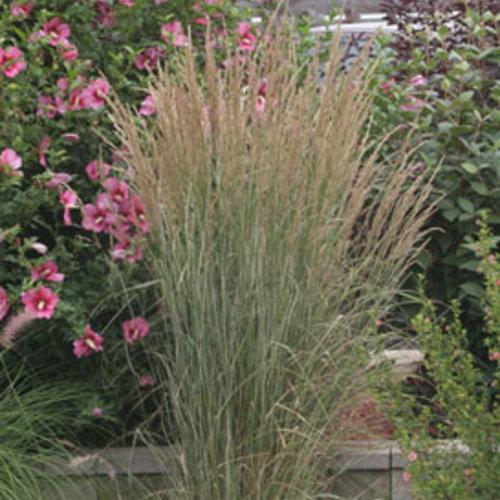 Calamagrostis acutiflora 'Overdam' ~ Overdam Feather Reed Grass - Delivered By ServeScape