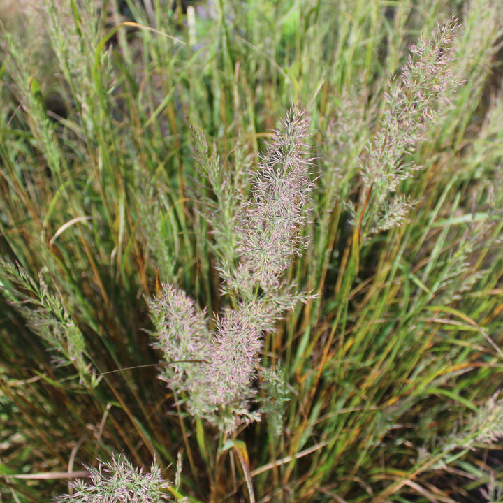 Calamagrostis brachytricha ~ Reed Grass - Delivered By ServeScape