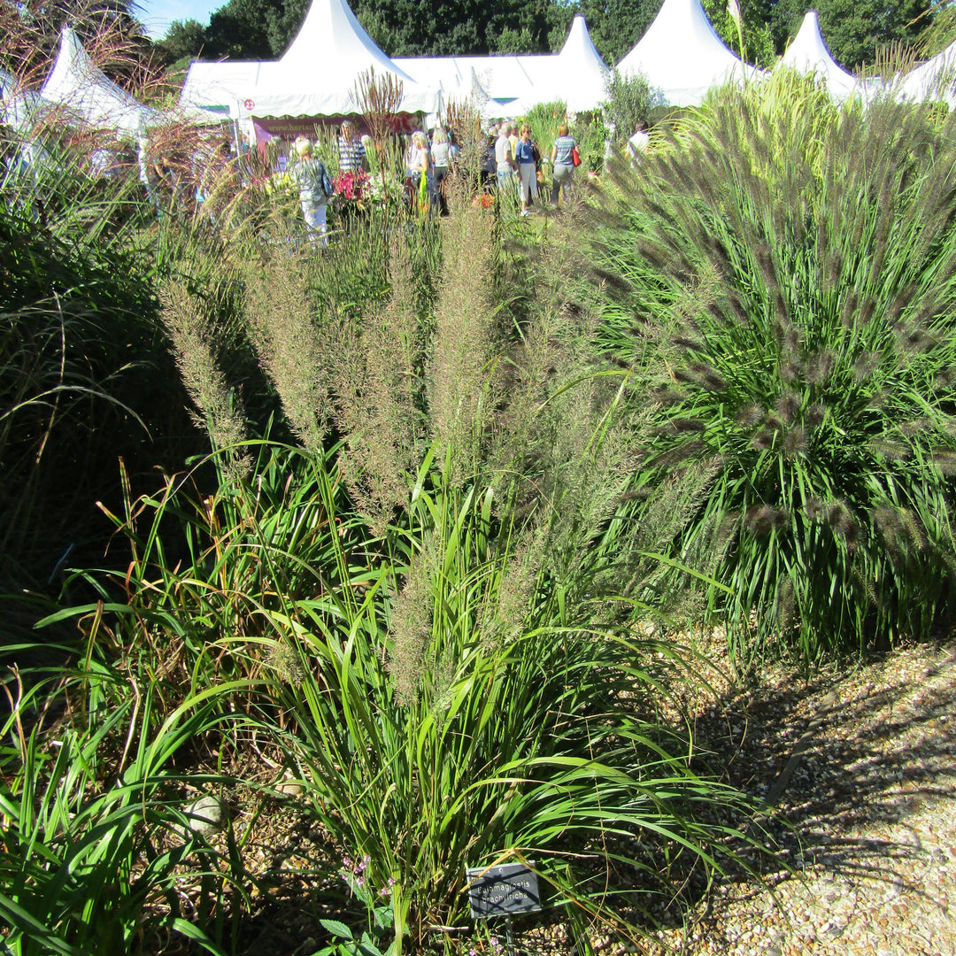 Calamagrostis brachytricha ~ Reed Grass-ServeScape