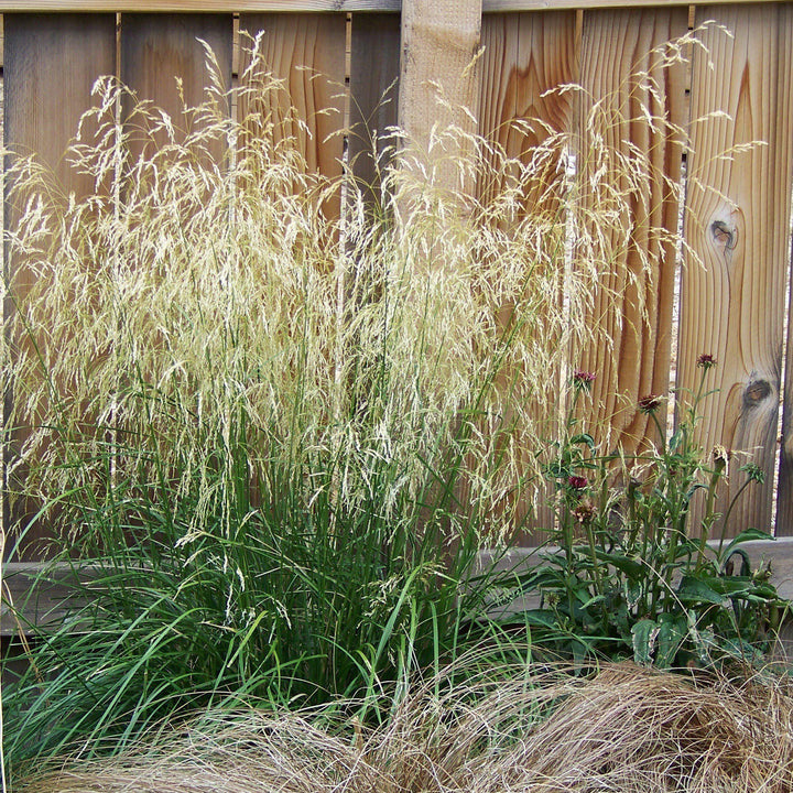 Calamagrostis x acutiflora 'Karl Foerster' ~ Feather Reed Grass 'Karl Foerster'-ServeScape