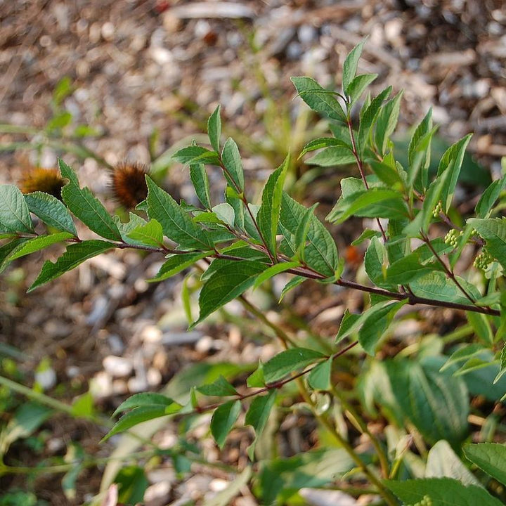 Callicarpa dichotoma 'Early Amethyst' ~ Early Amethyst Beautyberry-ServeScape