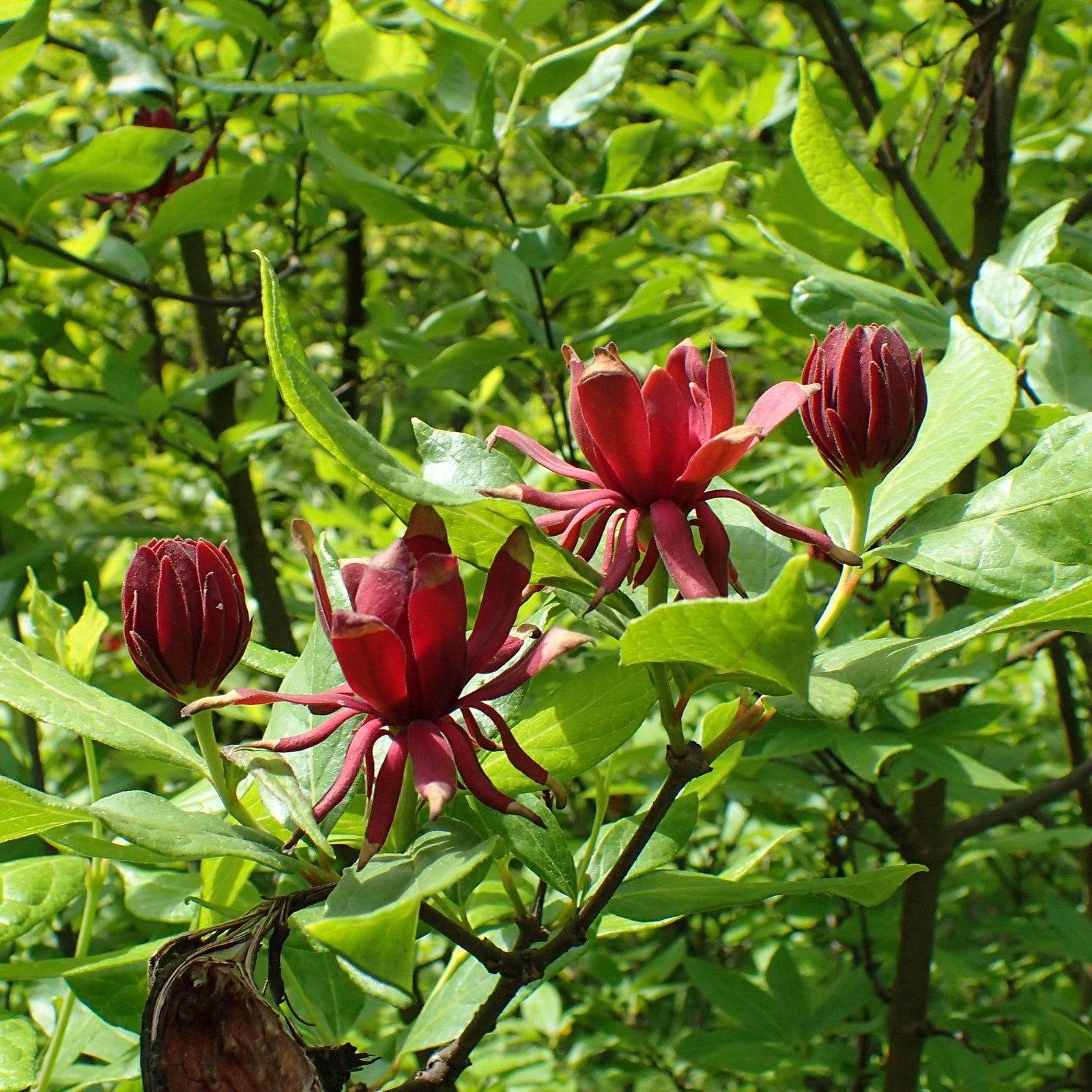 Calycanthus floridus ~ Sweetshrub, Carolina Allspice - Delivered By ServeScape