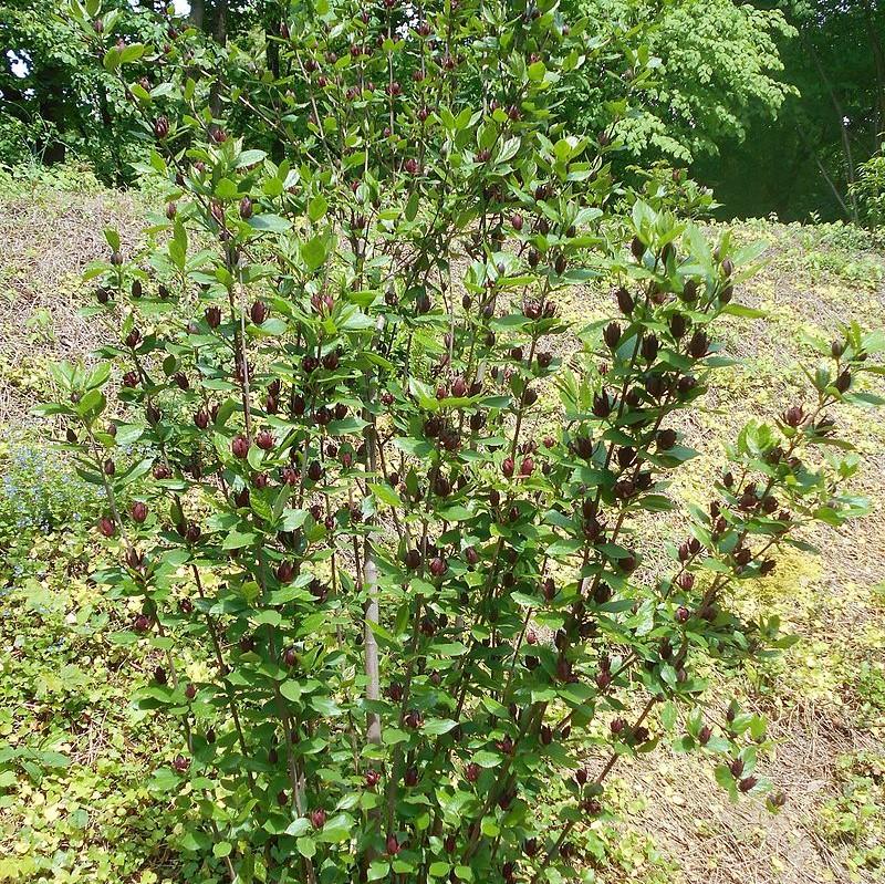 Calycanthus floridus ~ Sweetshrub, Carolina Allspice-ServeScape