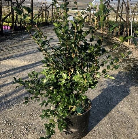 Camellia sasanqua 'Green S99-016' PP24887 ~ October Magic® Ivory™ Camellia-ServeScape