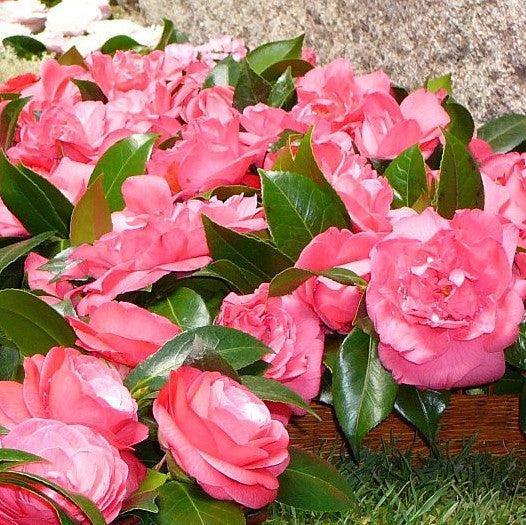 Camellia japonica 'Ack-Scent' ~ Ack-Scent Camellia-ServeScape