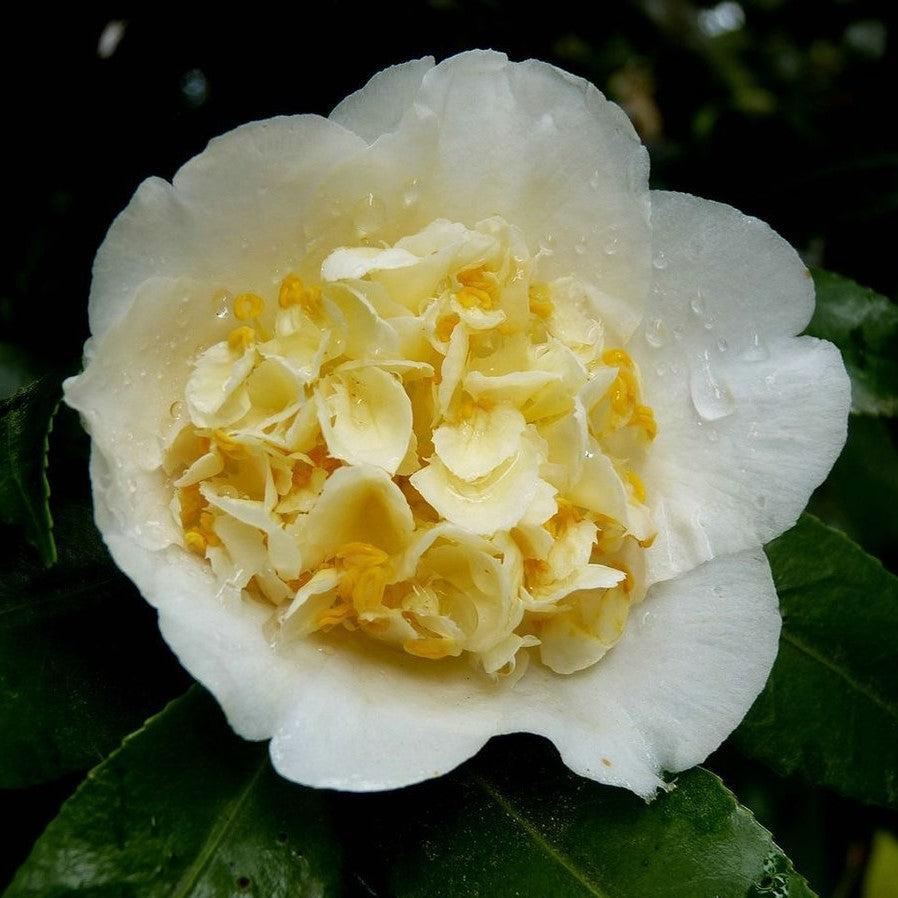 Camellia japonica 'Brushfields Yellow' ~ Brushfields Yellow Camellia-ServeScape