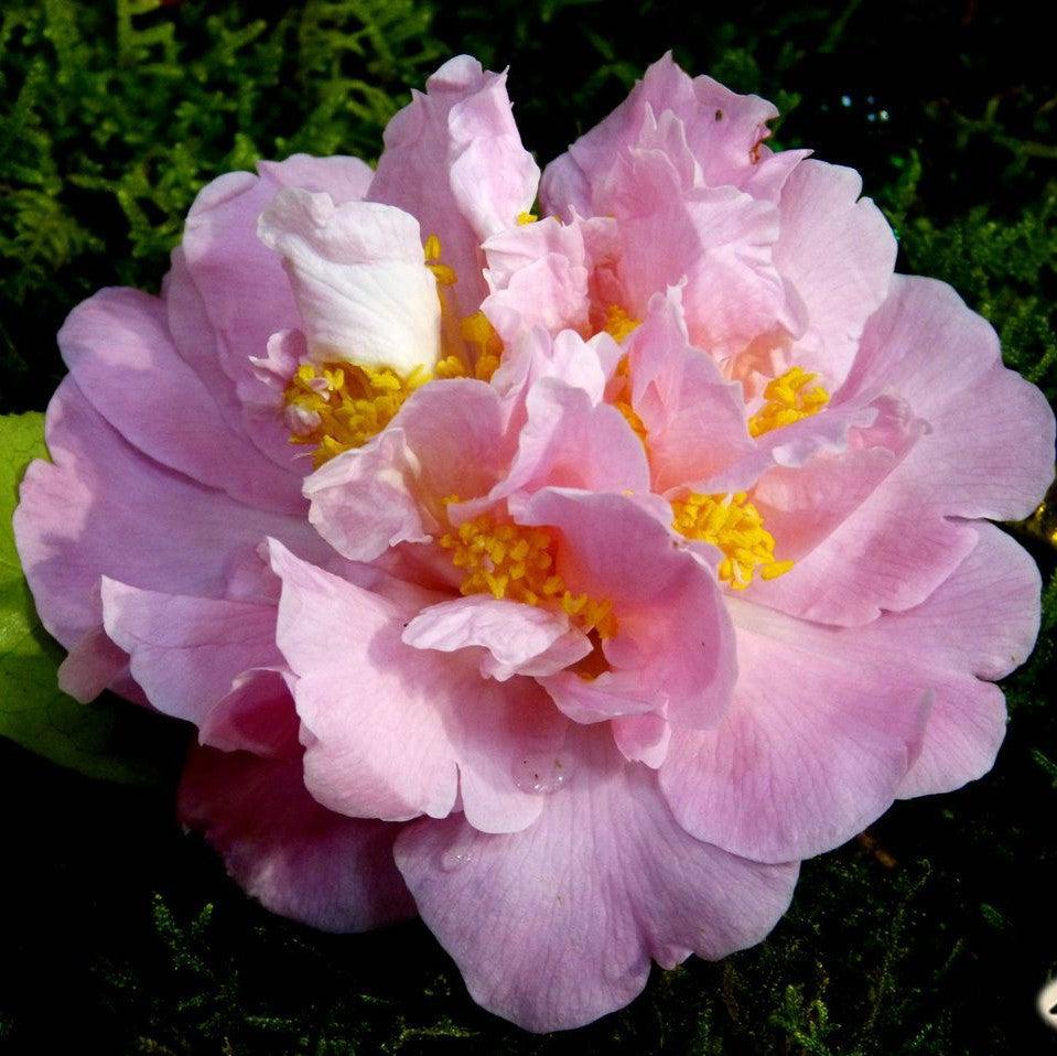 Camellia japonica 'Mrs. Lyman Clarke' ~ Mrs. Lyman Clarke Camellia-ServeScape