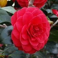 Camellia 'Red' ~ Red Camellia - Delivered By ServeScape