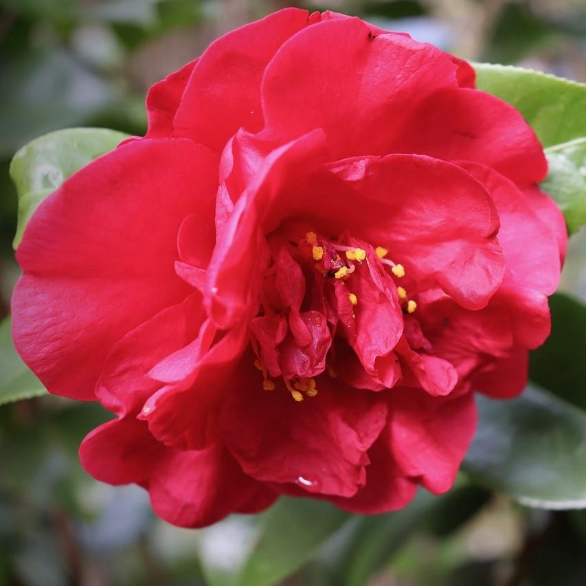 Camellia 'Red' ~ Red Camellia-ServeScape