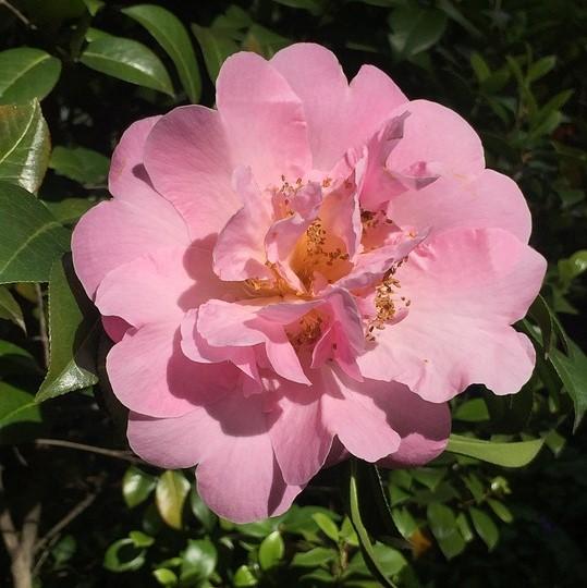 Camellia 'Winter's Charm' ~ Winter's Charm Camellia-ServeScape