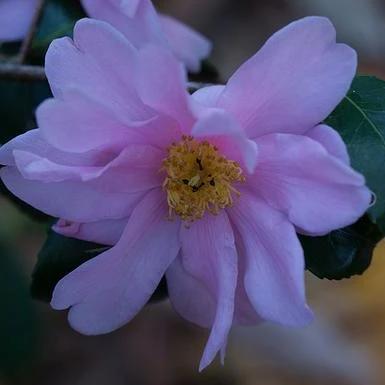 Camellia 'Winter's Charm' ~ Winter's Charm Camellia - Delivered By ServeScape