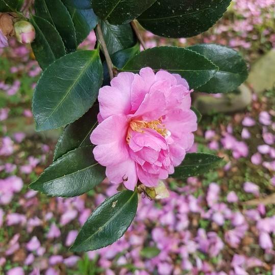 Camellia 'Winter's Charm' ~ Winter's Charm Camellia-ServeScape